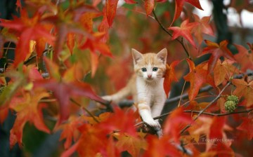 foto de gato en otoño Pinturas al óleo